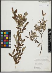 Foto von Salix salviifolia Brot.